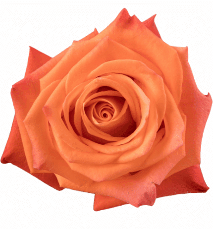 Rose Orangine 50cm rprima