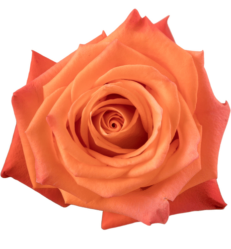01ee19ad-4afa-453b-b466-0e840b968bae.png Rose Orangine 50cm rprima - Image 1