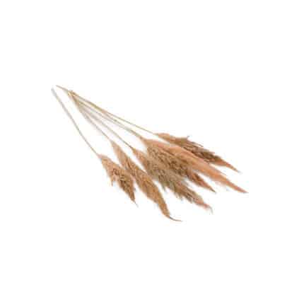 Pampas Grass 25.5"-28" pink