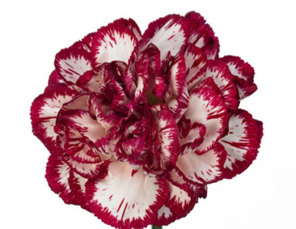 Carn. Sel Baccarat Burg sole
