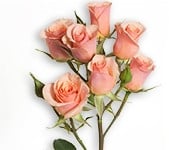 RoseSpray Ilse rprima