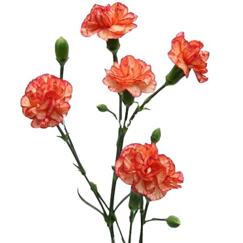 01fa30e7-dac5-4a1e-b3ee-79777ef833a7.png CarnMini Zenith golden - Image 1