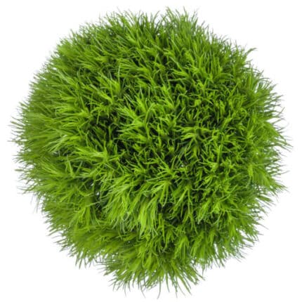 Dianthus GreenTrick bmark