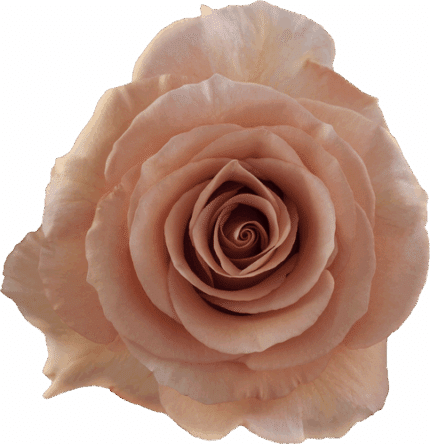 Rose Moab 90cm rprima