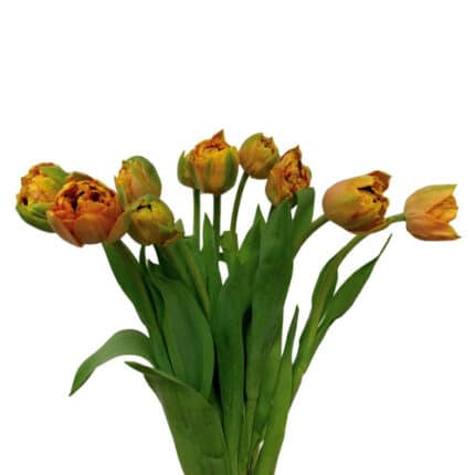 Tulip Frill Sensual Touch holl