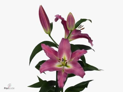 Lily Competition sande 3/4 bl