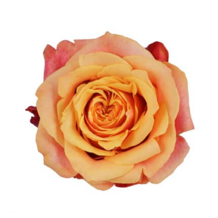 Rose CherryBrandy 40cm naranjo