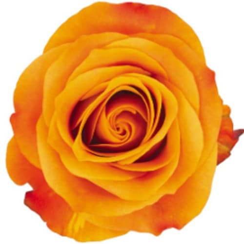 0254cca3-1524-4b68-93c5-ce1af1a1c61c.jpg Rose Nexus 50cm rprima - Image 1