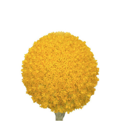 Craspedia Globosa Jumbo 70cm h