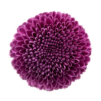 Mum Disbud Gustav florisol(10st)