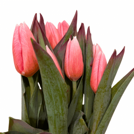 Tulip Dyed Coral canada