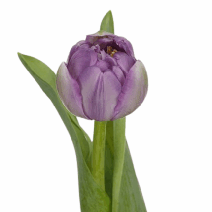 Tulip Dbl Saigon canada