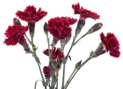 Dianthus Sparkz Burgundy Nov