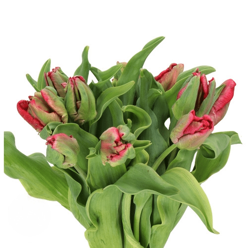 0264cfa5-bcc7-469c-a2c7-caa828f2fa97.png Tulip Red Parrot holl - T RED PARR - Image 1