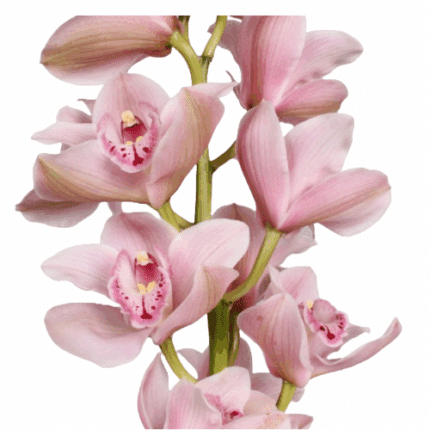 Cymdbidium Delmonte holl 12+80