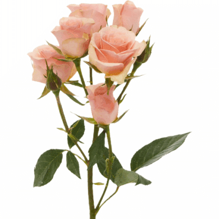 Rosespray Ilse Galleria