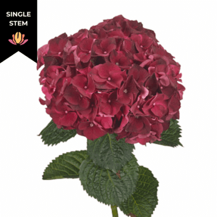 Hydrangea Classic Magical Dk R