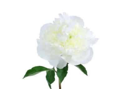 Peony Duchess chili(5st)