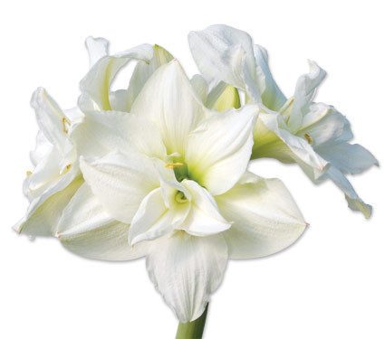 AMARYLLIS (WHITE) holl.(st)