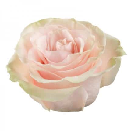 Rose PinkMondial 40cm priv col