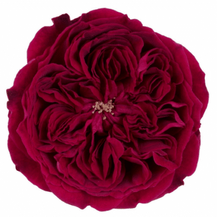 Rose Grdn Tess(12stem)rprima