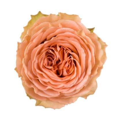 Rose Country Home 50cm the flo