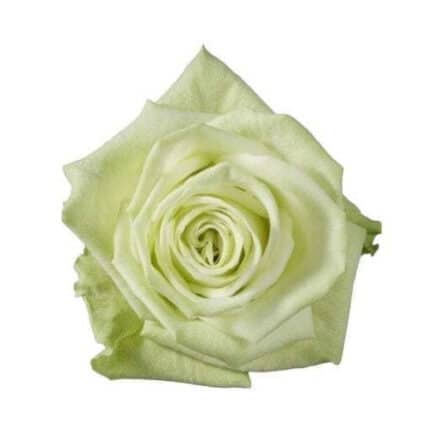 Rose GreenTea 60cm tessa