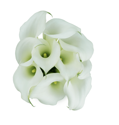 Calla Crystal White sande