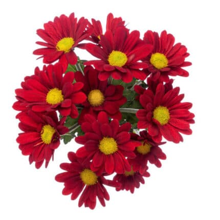 Pom Daisy Show Red SOLE