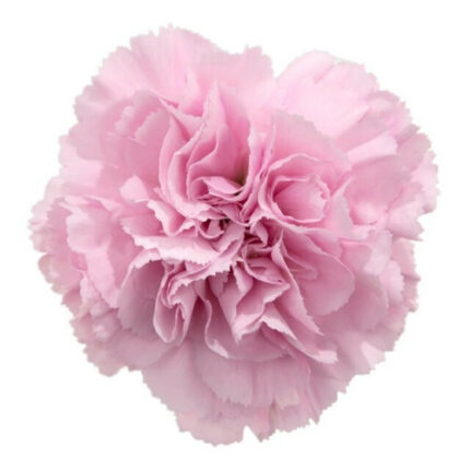 Carnations Pixel Clearwater ho
