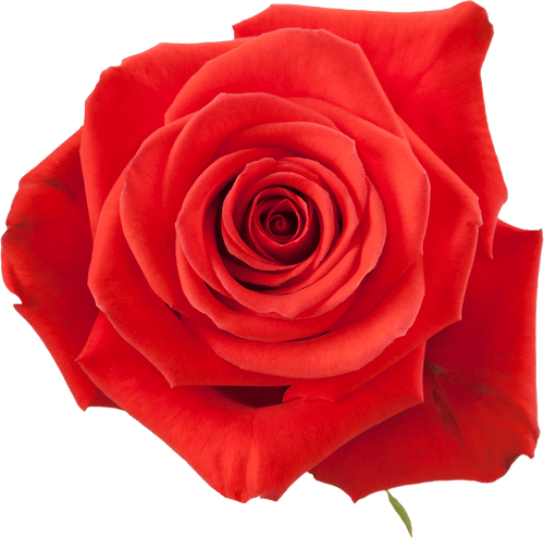 02aded37-5348-4d27-8ce0-9156cb7273f3.png Rose Nina 60cm naranjo - Image 1