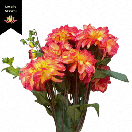 Dahlia Roma Festa local