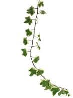 Ivy varigated
