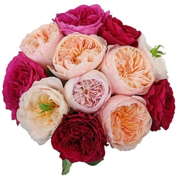 Rose Gdn Asst(48case)rprima