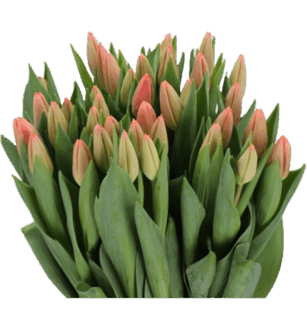 Tulip Flamingo Shake holl