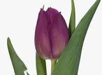 Tulip Gomera holl xtra