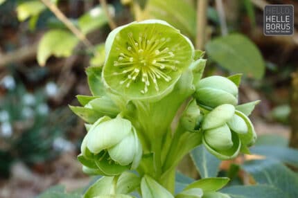 Helleborus Argutifolius holl