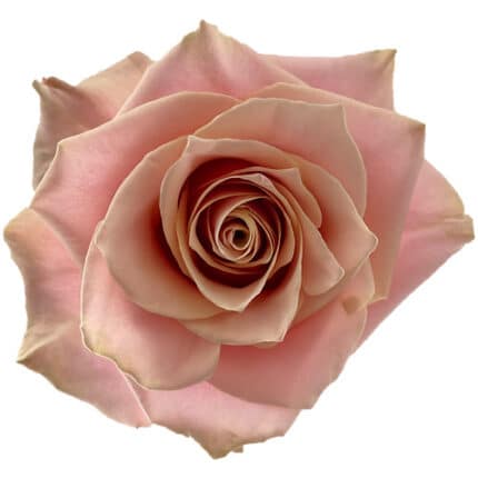 Rose Pink Amaretto 80cm Florec