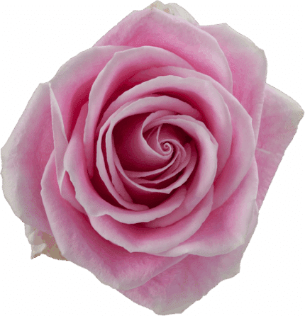 Rose Rosita Vendella 50cm rprima