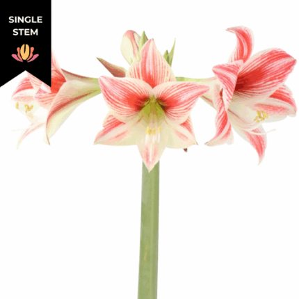 Amaryllis Twinkle Star Mini (stem) holl