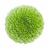 Mum Disbud Ball Lime fresca(5s