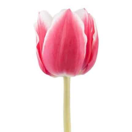 TULIP debutante holl(pep)