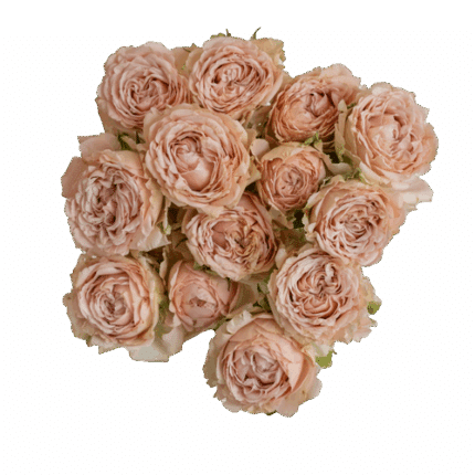 RoseSpray Be Generous tessa