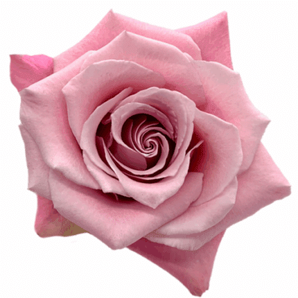 Rose Faith 50cm Florecal