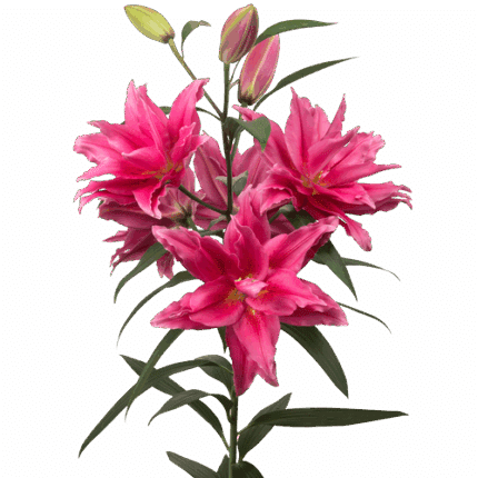 Lily Oriental HtPk rio 2bl