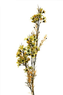 Waxflower Gold misty