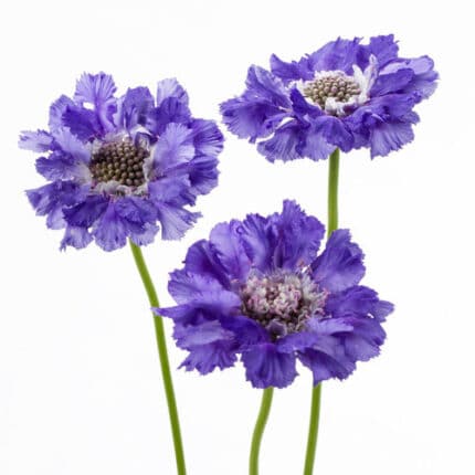 Scabiosa Blue regional