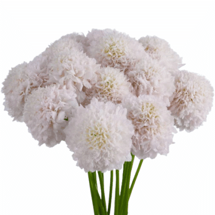 Scabiosa French Vanilla Much