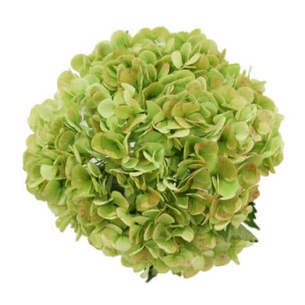 Hydrangea Green jumbo galleria