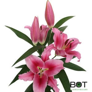 Lily Dalian sande(htpk)
